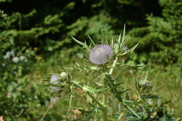 seed head
