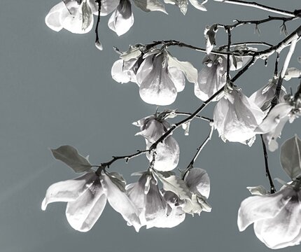 ramas de flores de magnolias en blanco y negro 