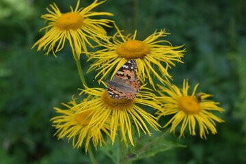dandelion with bee