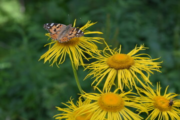butterfly on flower