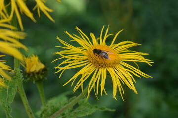 bee on dandelion