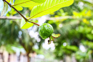Pomegranate, an orange-sized fruit with a tough green and reddish outer skin and a sweet red gelatinous flesh that contains many seeds.