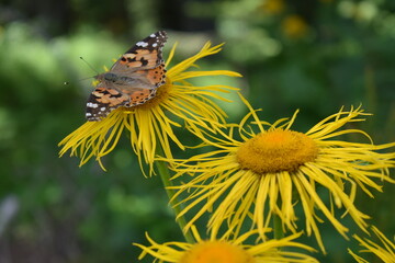 butterfly on yellow flower