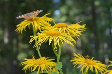 dandelion and butterfly