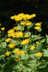 yellow flowers in the garden