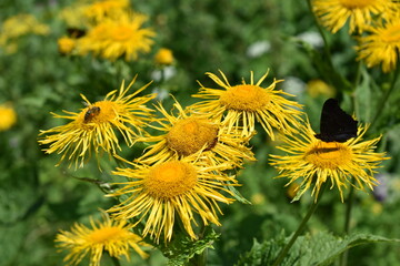 yellow dandelions in the field