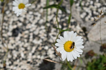 bee on chamomile