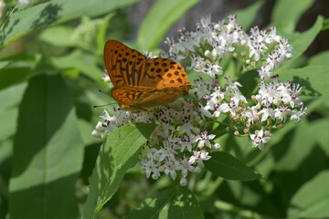 butterfly on flower
