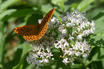butterfly on flower