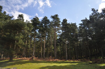 Trees against the sky