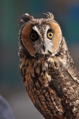 Long eared owl closeup portrait in green meadow