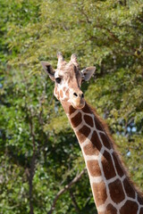Giraffe walking through open green meadow