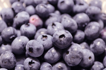 ブルーベリーが実りました。紫がとても新鮮で美味しそうです。
Blueberries have come to fruition. Purple looks very fresh and delicious.
