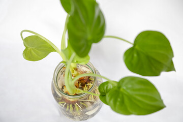 Linda planta com folhagem verde num vidro com agua e pedra branca.