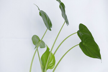 Linda planta com folhagem verde num vidro com agua e pedra branca.