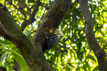 Fototapeta na wymiar woodpecker on tree