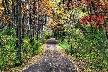 Fototapeta premium Trail Winding Through Autumn Woods