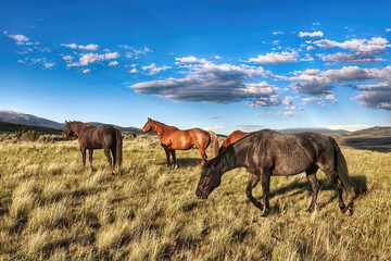 Fototapeta na wymiar Montana horses in the Mountains