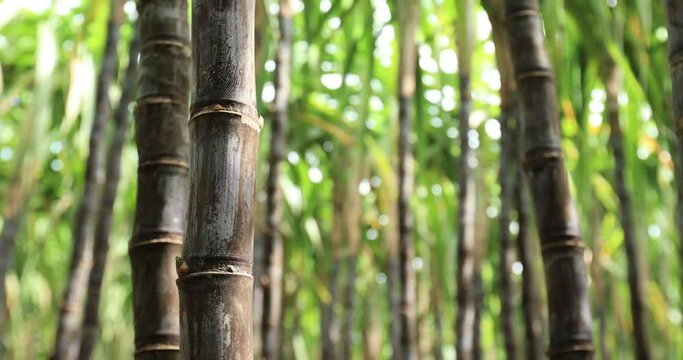 Sugarcane plants in growth at field 