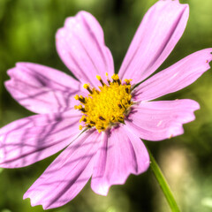 Fototapeta premium Cosmo Flower in Flower Garden