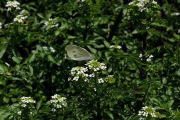 白いクレソンの蜜を吸う蝶々
