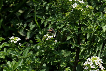 白いクレソンの蜜を吸う小さな蜂
