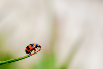 ladybug on a leaf