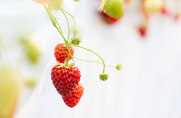closeup view of fresh strawberry in the organic fruit farm on white background.