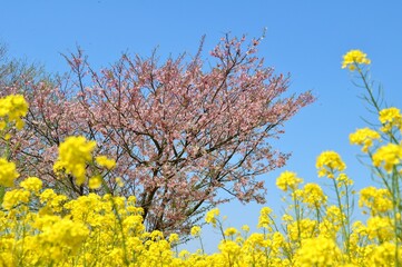 堤防に咲く桜と菜の花　渡良瀬の春　風景