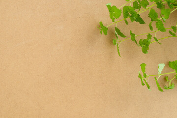 fresh green mint leaves on cardboard. eco friendly background with green melissa leaves, copy space