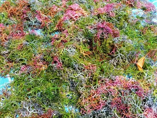 Colorful natural seaweed harvested from the sea and laid out in the sun to dry in Bali Indonesia