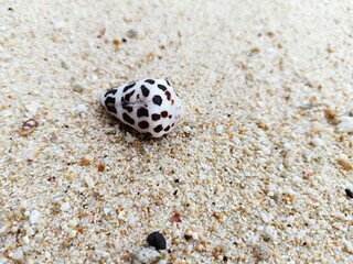 Closeup of a tiny spotted seashell on coarse sandy beach in Bali Indonesia