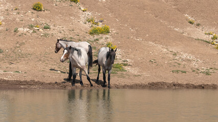 Three wild horse roan young mustangs in the Pryor Mountains Wyoming in the United States