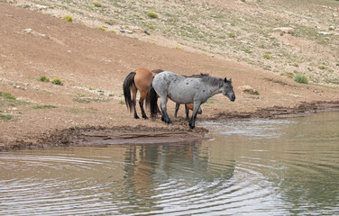 Blue Roan Wild Horse Stallion at the water hole in the Pryor Mountains Wyoming United States