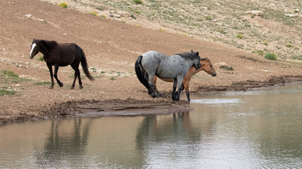 Gray Roan Wild Horse Stallion with chestnut mare at the water hole in the Pryor Mountains Wyoming...