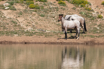 Young red and blue roan wild horses reflecting in the water in the western United States