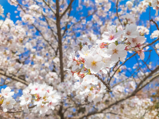 Japanese cherry tree blossom and blue sky