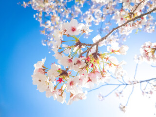 cherry tree blossom and blue clear sky