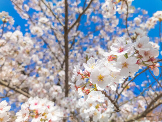 cherry tree blossom and blue sky
