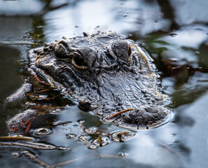 Waiting for its next meal, an American alligator is waiting mostly submerged and still in a pond. This reptile was photographed in the Ding Darling Wildlife Refuge on Sanibel Island, Florida.