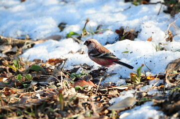 雪とベニマシコ2 Siberian long-tailed rosefinch 2