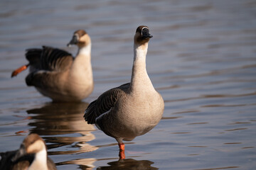 When winter comes, geese forage freely, swim and fly in groups in the river.