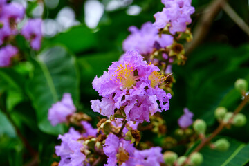 Purple lagerstroemia hybrid flower blooming on tree branch