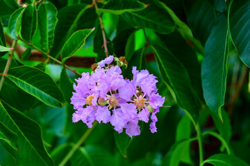 Purple lagerstroemia hybrid flower blooming on tree branch