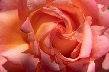 Close-up of the rose flower