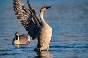 When winter comes, geese forage freely, swim and fly in groups in the river.
