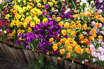 パンジーの花壇