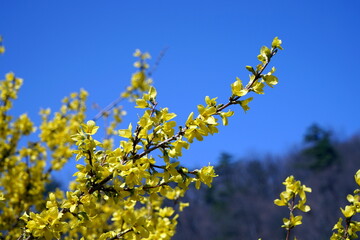forsythia intermedia