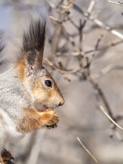 The squirrel with nut sits on tree in the winter or late autumn. Portrait of the squirrel close-up