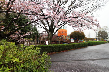 ソメイヨシノが咲く季節の高岡公園